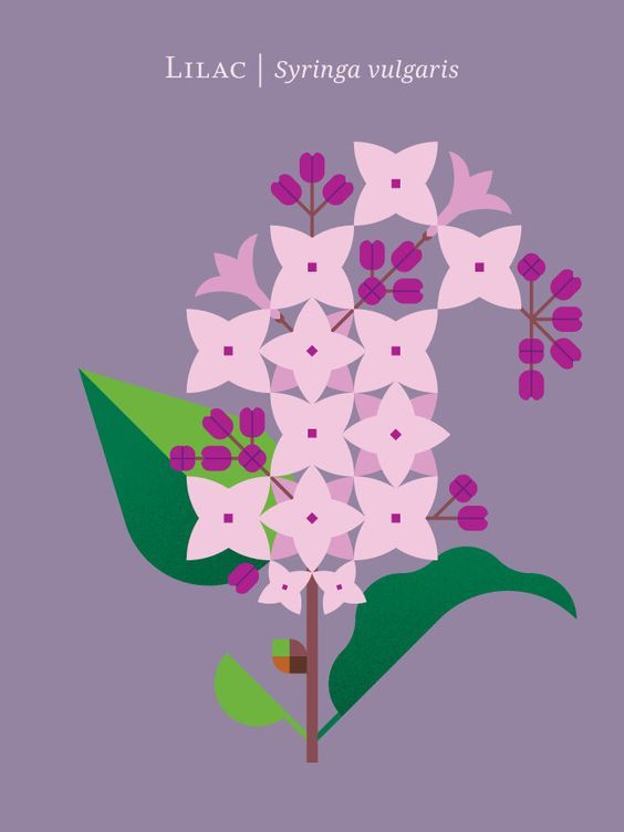 以花卉为题材的海报设计