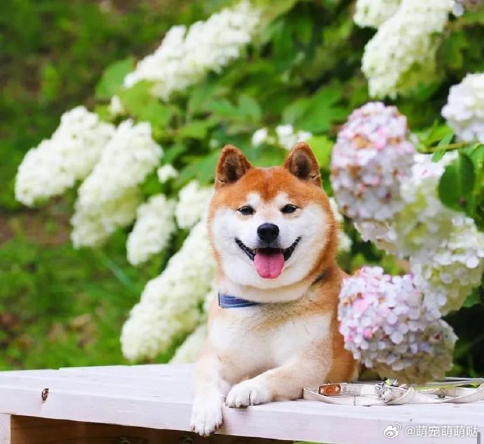 日本萌宠治愈系美图分享三
