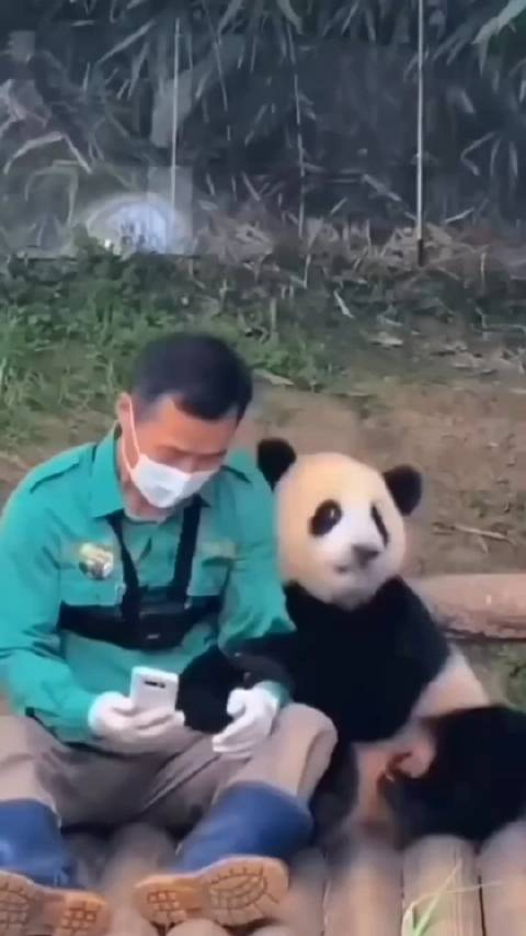 满眼深情全是一个人的身影熊猫福宝深情看饲养员的表情太暖心了晚安