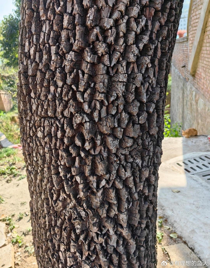 这是什么树的树皮