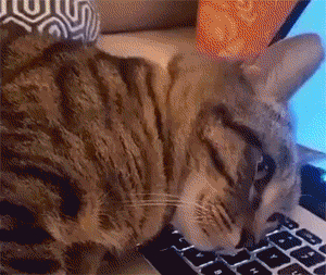 我的猫乱踩键盘,给男友发了条消息,结果我们分手了