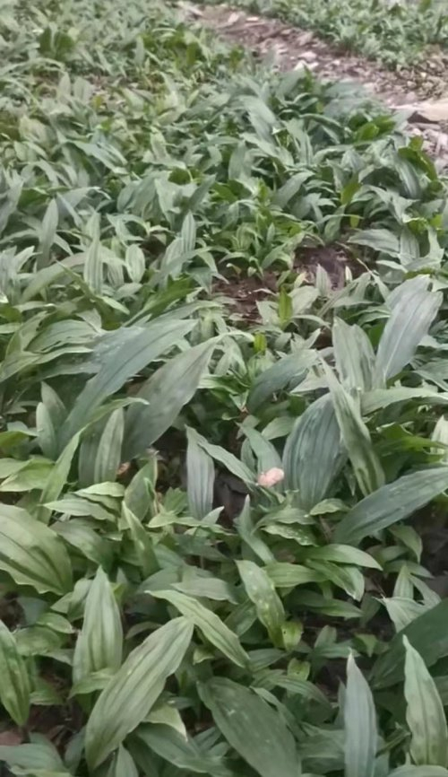 广西桂汇通医药集团:杂交二代毛慈菇发展前景|化妆品|慈菇|杂交_新浪