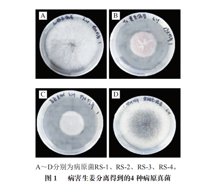 浙江省农业科学院陈杭君研究员等:鲜姜采后禾谷镰刀菌侵染过程