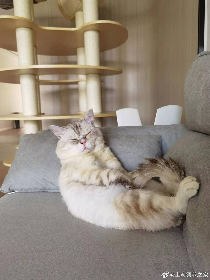 喜欢超级粘人,脾气好,怎么弄都不发脾气的小猫咪吗?兰香是最佳选择哦!