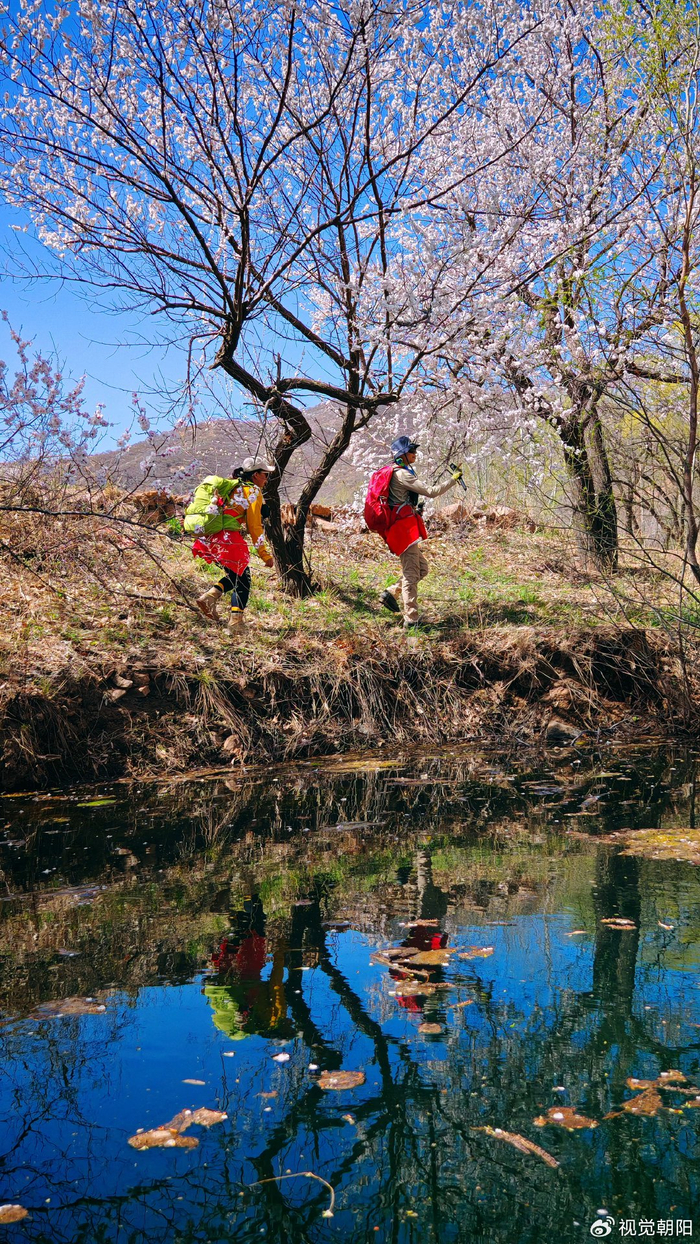 辽宁朝阳劈山沟漫山遍野杏花开