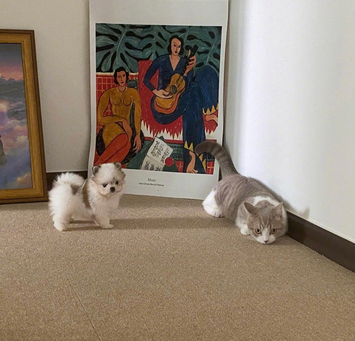 梦想是猫狗双全__财经头条