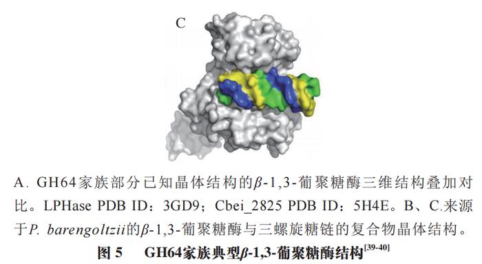 上海大學高海燕教授秦臻副教授等β13葡聚糖酶的結構功能