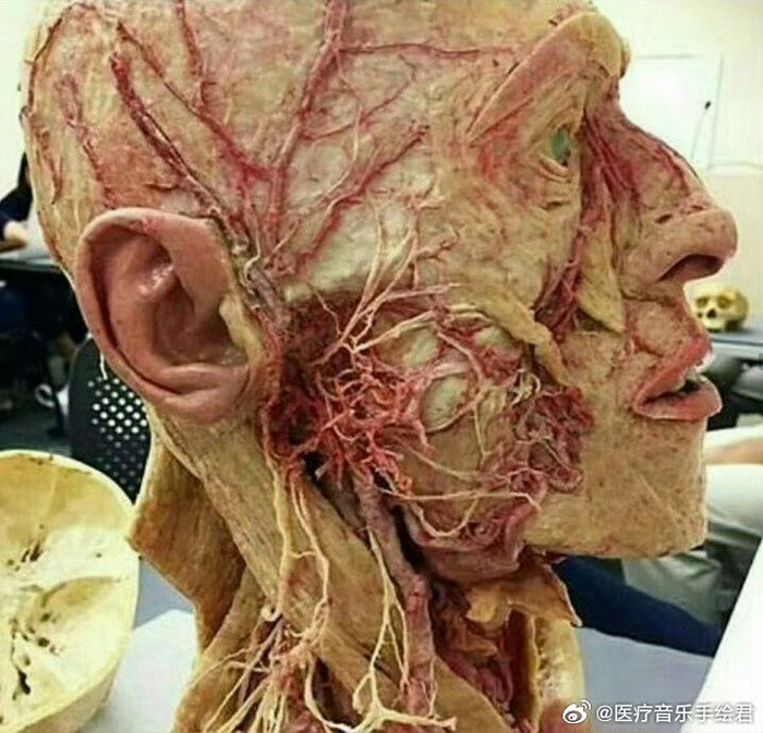一组关于人体神经系统的标本