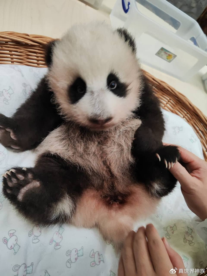首只在俄罗斯出生的熊猫宝宝体重已达5公斤|熊猫|体重|宝宝_新浪新闻