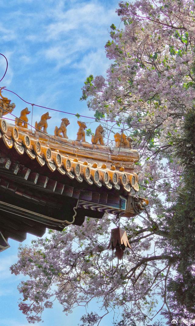 北海公园阐福寺 苦楝花开