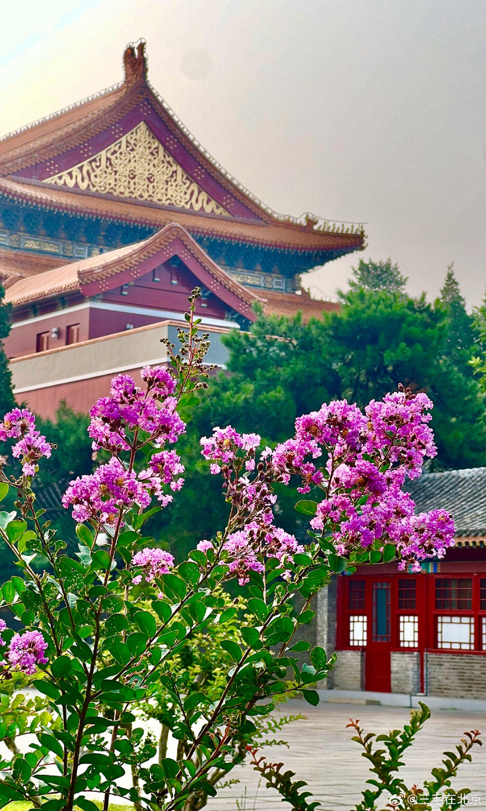 北京中山公园 紫薇花开 摄影