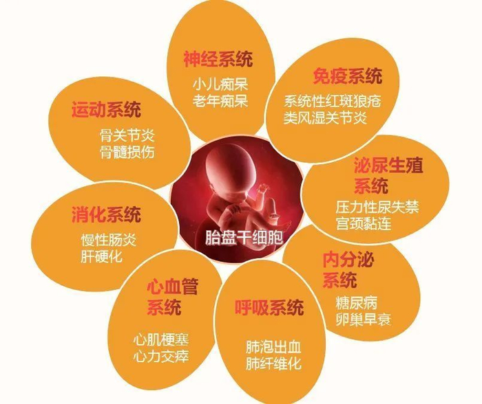 为什么很多孕妇生完孩子还要胎盘?胎盘有啥用?