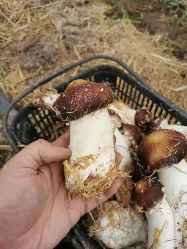 在森林里长大的崇明农产品,就是不一样|松茸|品质|种植|林下|合作社_新浪新闻