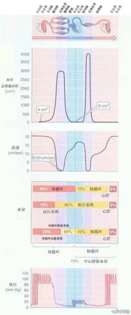 15张高血压医学美图,一文搞定高血压!|血管|截面积|示意图|肾素|醛固酮_新浪新闻