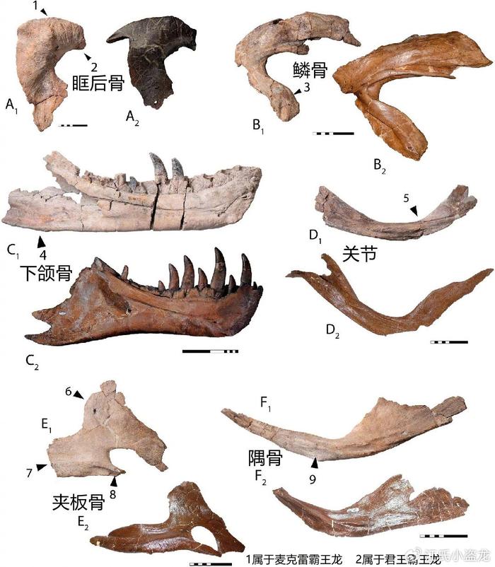 霸王龍|麥克雷|化石_新浪新聞