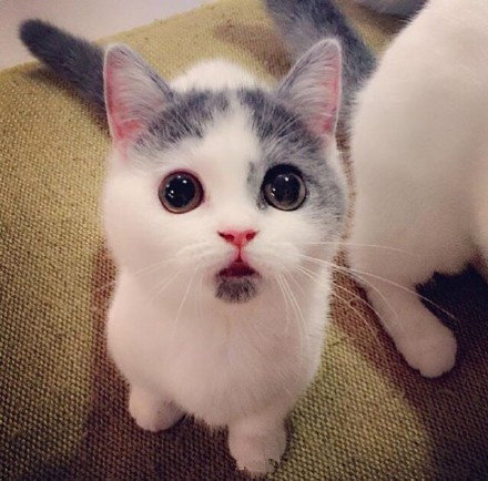自带惊讶表情的猫太可爱了给你一天好心情