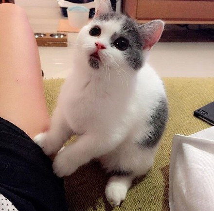 自带惊讶表情的猫,太可爱了给你一天好心情