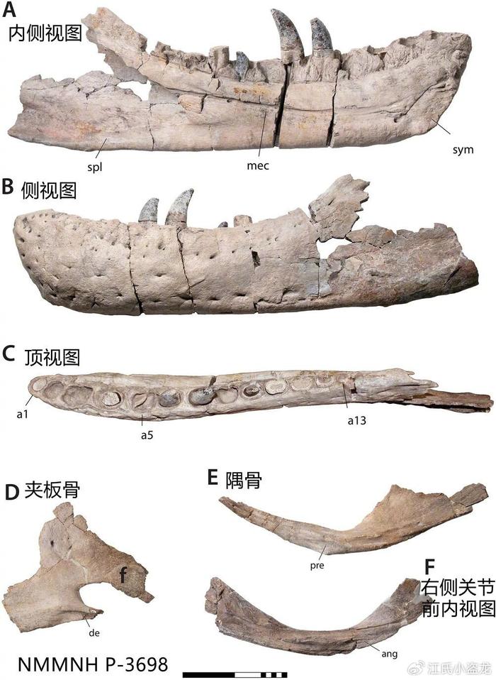 霸王龙化石数量图片