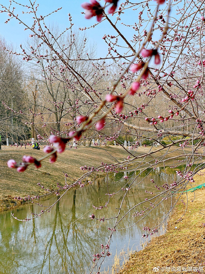 北京奥森桃花谷的桃花开了,目测开花率不到5%,下周末进入最佳观赏期