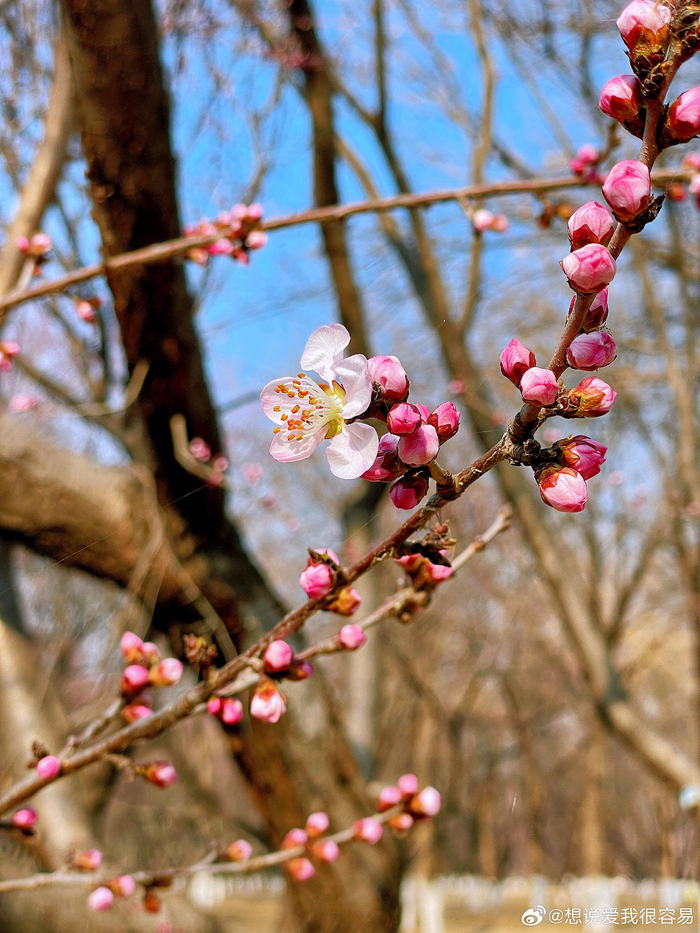 北京奥森桃花谷的桃花开了目测开花率不到5下周末进入最佳观赏期