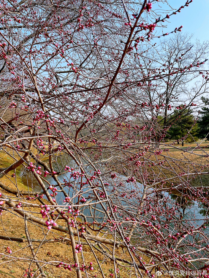北京奥森桃花谷的桃花开了目测开花率不到5下周末进入最佳观赏期