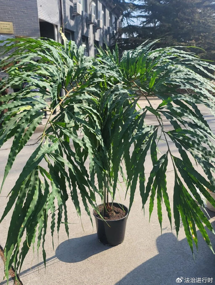 朝阳区|苏铁|植物_新浪新闻