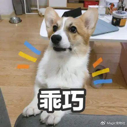 趁狗洗澡出去吃饭,回来被汪星人骂惨,中途不忘亲亲隔壁妹子|狗子|狗狗