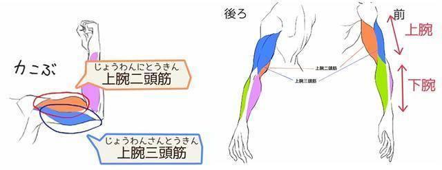 由於上臂和下臂的肌肉是交替排列的,因此最好按二頭肌→下臂→三頭肌