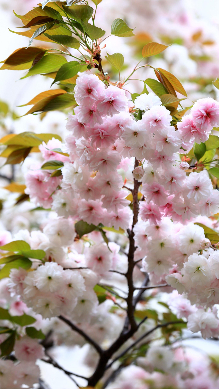 清明假期郑州街边晚樱盛开路过的市民纷纷驻足欣赏拍照