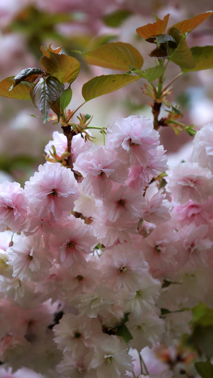 清明假期郑州街边晚樱盛开路过的市民纷纷驻足欣赏拍照