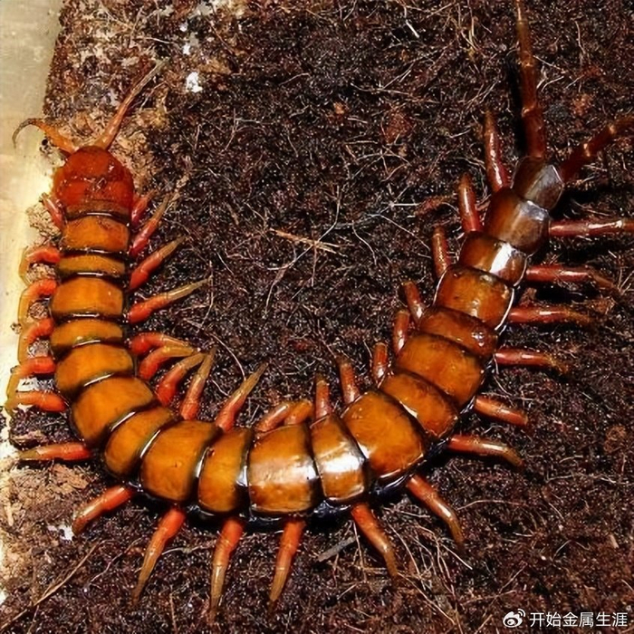 世界上脚最多的10种动物!|蜈蚣|鼠妇|马陆_新浪新闻