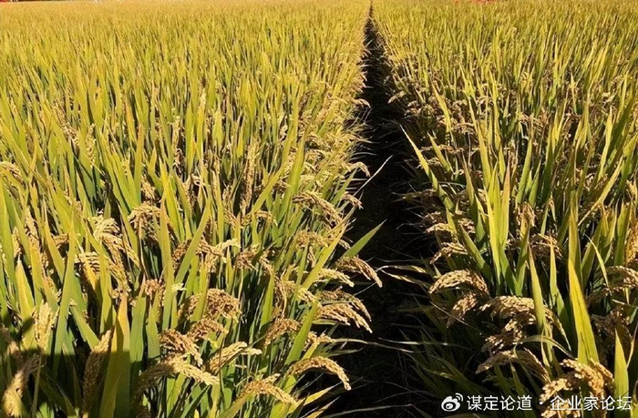 守好粮袋子镇江立体化种植新模式-江苏| 国稻种芯·中国水稻节