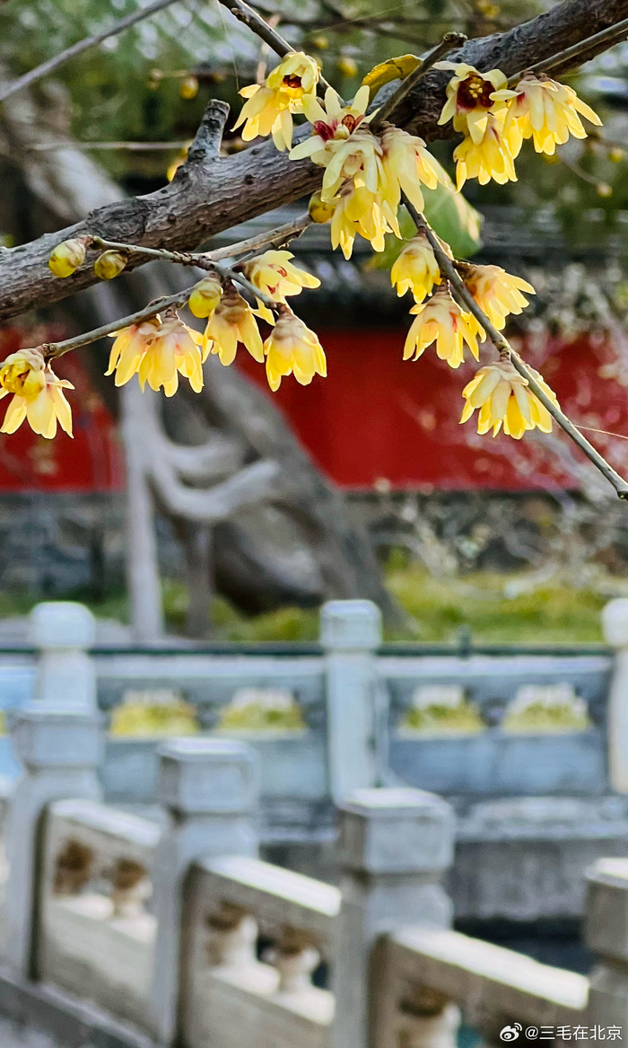 冬日暖阳下北京国家植物园 卧佛寺腊梅 摄影