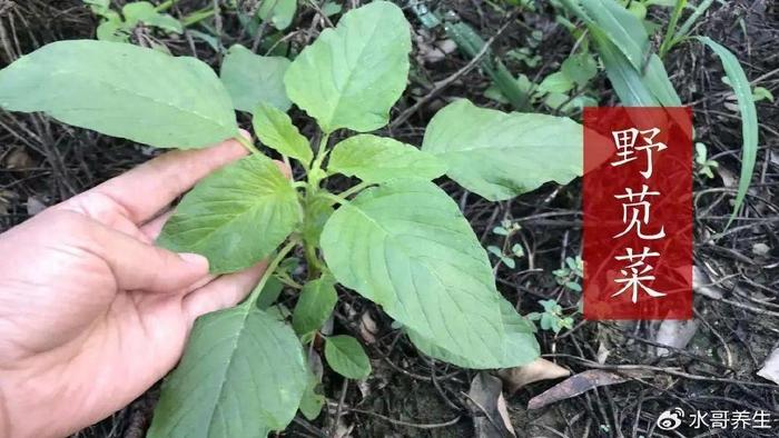 野莧菜被人稱土人參,是鈣含量特別高的野菜,老人稱它