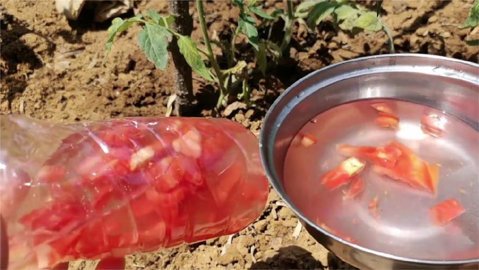 烂掉的西红柿别扔了,越烂越有价值,好多人不了解,务必