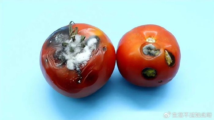 烂掉的西红柿别扔了,越烂越有价值,好多人不了解,务必