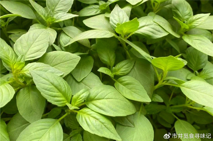 一到夏天,河南人就中了荆芥的毒,到底是啥植物?能让顿顿离不开