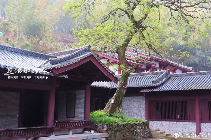 浙江宁波金峨寺不仅禅意浓郁,还是樱花欣赏胜地,适合品茶休闲|横溪镇