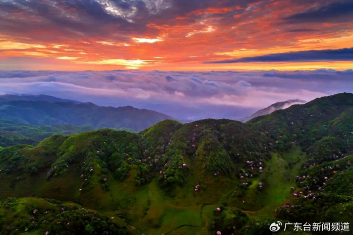 不到鸡笼顶枉为广东人原来中国绝美的高山草原杜鹃花海在这里