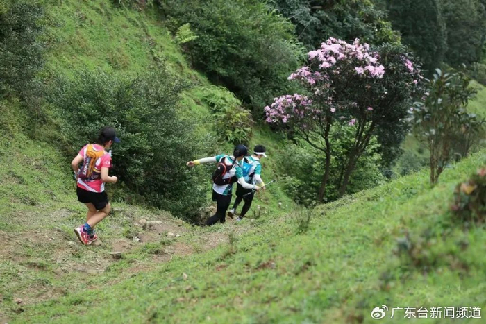 不到鸡笼顶枉为广东人原来中国绝美的高山草原杜鹃花海在这里