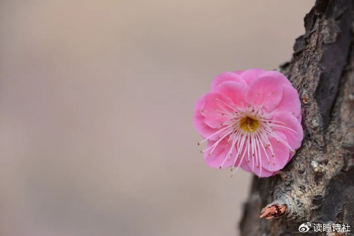 每日好诗|啊,爱情!伟大的爱情