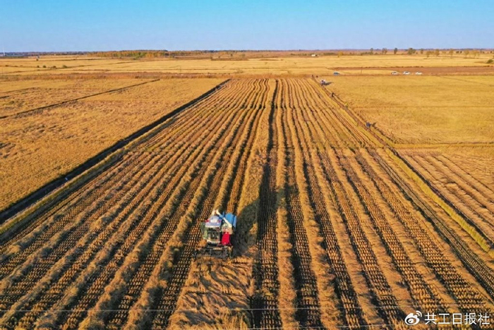 泰来农场"丰"景无限 有机水稻越种越香|崔杰|北大荒|泰来_新浪新闻