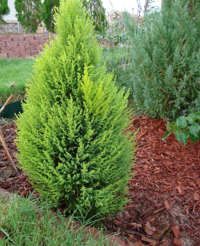 告诉你几个养护盆栽香松的秘诀,别再把它养枯萎了|香松|盆栽|养护