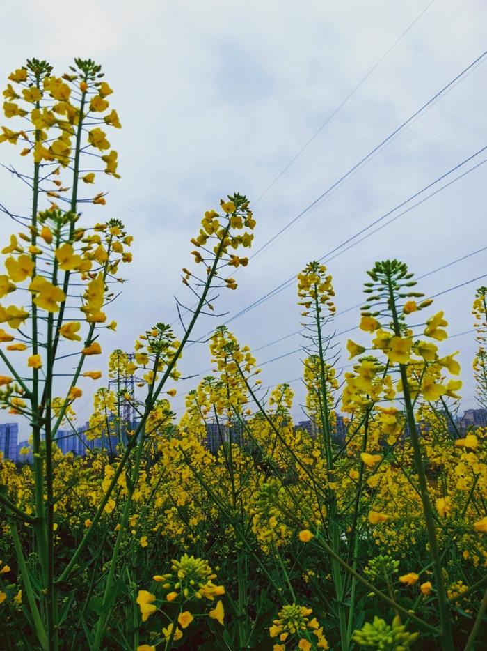 尖叫今年第一波油菜花