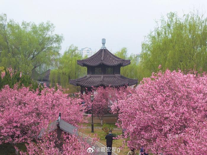 莫愁湖的海棠花图片