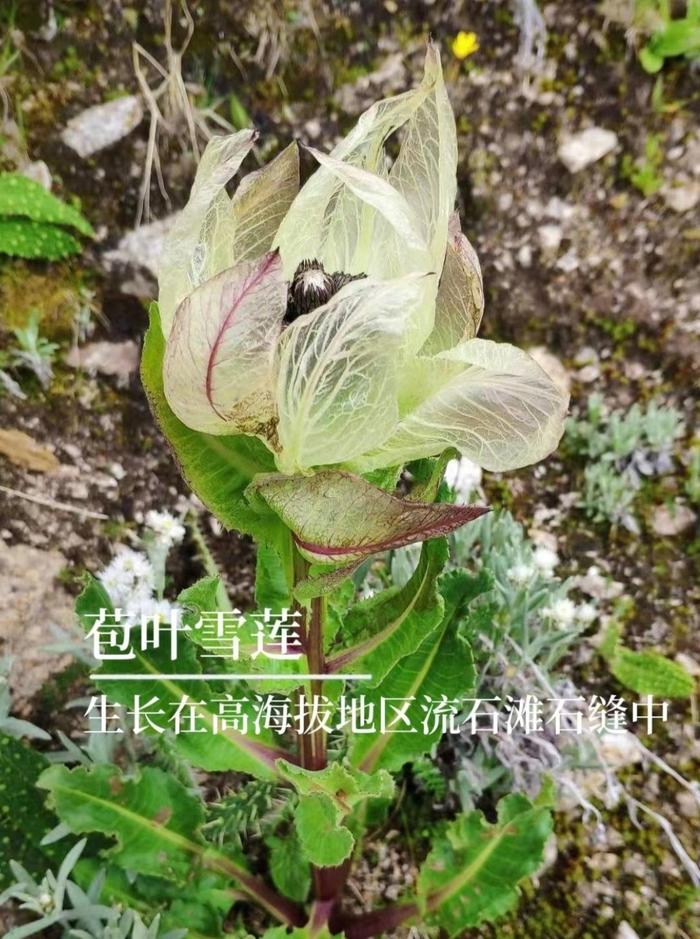 野生藏药植物名称图片图片