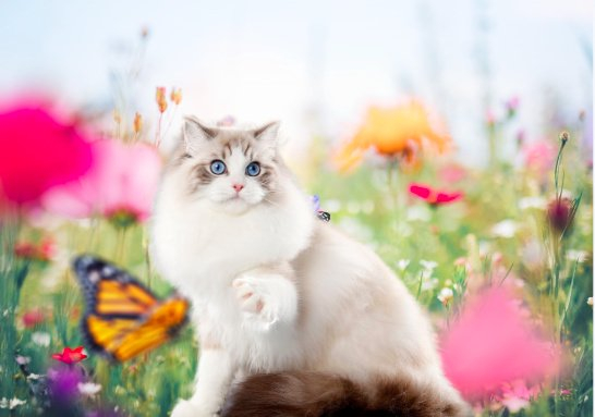 每日认识一种猫之布偶猫__财经头条