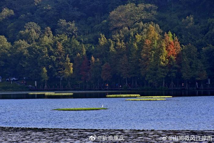 九龙坡彩云湖湿地公园冬日治愈系美景