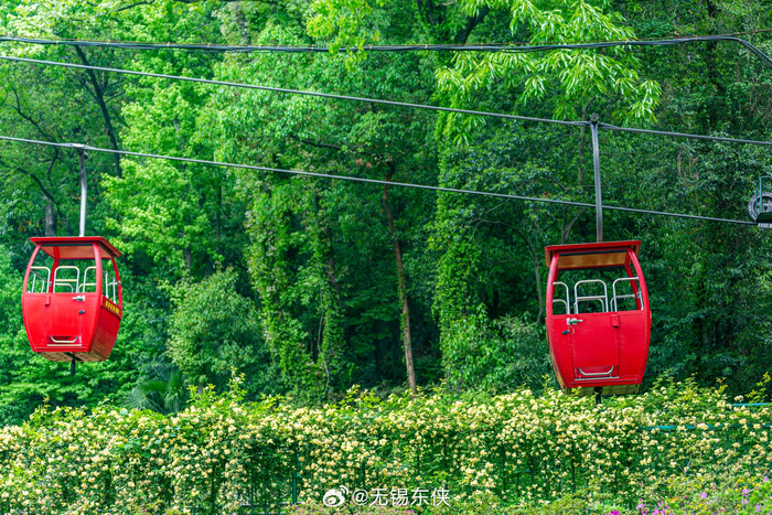 无锡锡惠公园映山红映衬了锡城最美的登山缆车