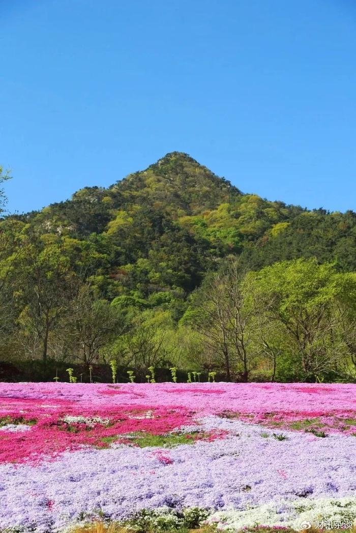 繁花盛开,海岛赛事…烟台这些地方美绝了!